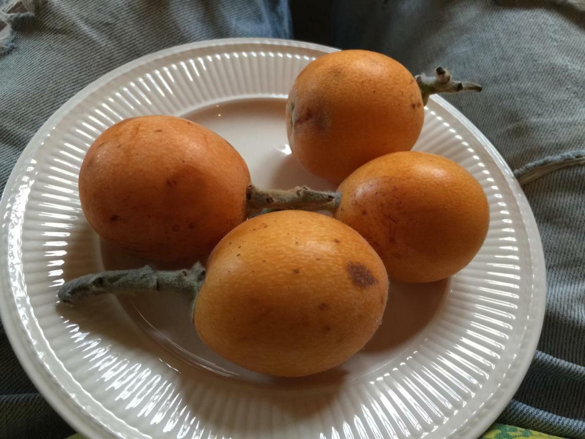 ホテル La Yurta Naranja フィネストラット エクステリア 写真